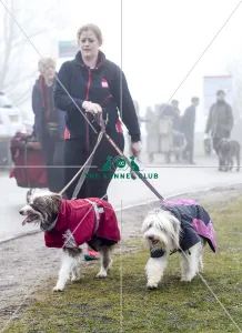 <b class=qtipBold><figcaption>Crufts 2018</figcaption></b><br>Picture shows Otterhounds arriving with their owner, (Friday 09.03.18), the second day of Crufts 2018, at the NEC Birmingham.<br><em>© Flick.digital</em> Crufts 2018
