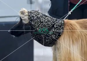 <b class=qtipBold><figcaption>Crufts 2018</figcaption></b><br>Picture shows Afghan Hounds arriving with their owners, (Friday 09.03.18), the second day of Crufts 2018, at the NEC Birmingham.<br><em>© Flick.digital</em> Crufts 2018
