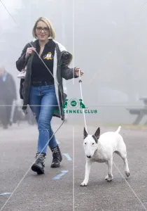 <b class=qtipBold><figcaption>Crufts 2018</figcaption></b><br>Picture shows a Bull Terrier arriving with their owner, (Friday 09.03.18), the second day of Crufts 2018, at the NEC Birmingham.<br><em>© Flick.digital</em> Crufts 2018