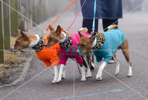<b class=qtipBold><figcaption>Crufts 2018</figcaption></b><br>Picture shows Basenji's arriving with their owners, (Friday 09.03.18), the second day of Crufts 2018, at the NEC Birmingham.<br><em>© Flick.digital</em> Crufts 2018