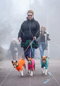 <b class=qtipBold><figcaption>Crufts 2018</figcaption></b><br>Picture shows Basenji's arriving with their owners, (Friday 09.03.18), the second day of Crufts 2018, at the NEC Birmingham.<br><em>© Flick.digital</em> Crufts 2018
