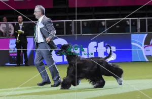 <b class=qtipBold><figcaption>Crufts 2018</figcaption></b><br>Picture shows Wayne Douglas from Australia with Riggs a Afghan Hound who came second in Best in Group today, (Friday 09.03.18), the second day of Crufts 2018, at the NEC Birmingham.<br><em>© Flick.digital</em> Crufts 2018