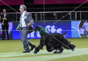 <b class=qtipBold><figcaption>Crufts 2018</figcaption></b><br>Picture shows Wayne Douglas from Australia with Riggs a Afghan Hound who came second in Best in Group today, (Friday 09.03.18), the second day of Crufts 2018, at the NEC Birmingham.<br><em>© Flick.digital</em> Crufts 2018