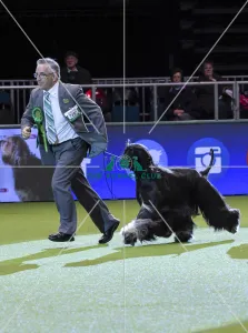 <b class=qtipBold><figcaption>Crufts 2018</figcaption></b><br>Picture shows Wayne Douglas from Australia with Riggs a Afghan Hound who came second in Best in Group today, (Friday 09.03.18), the second day of Crufts 2018, at the NEC Birmingham.<br><em>© Flick.digital</em> Crufts 2018