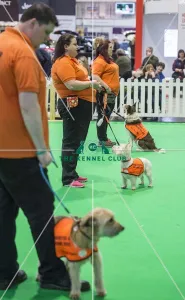 <b class=qtipBold><figcaption>Crufts 2018</figcaption></b><br>Picture shows GCDS Ring - Manchester Dogs Home , (Friday 09.03.18), the second day of Crufts 2018, at the NEC Birmingham.<br><em>© Flick.digital</em> Crufts 2018