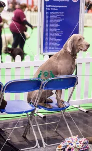 <b class=qtipBold><figcaption>Crufts 2018</figcaption></b><br>Picture shows GCDS Ring - Puppy Foundation Display a Weimaraner takes a break in the seats, (Friday 09.03.18), the second day of Crufts 2018, at the NEC Birmingham.<br><em>© Flick.digital</em> Crufts 2018