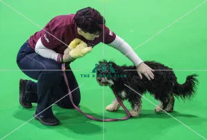 <b class=qtipBold><figcaption>Crufts 2018</figcaption></b><br>Picture shows GCDS Ring - Puppy Foundation Display, (Friday 09.03.18), the second day of Crufts 2018, at the NEC Birmingham.<br><em>© Flick.digital</em> Crufts 2018