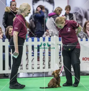 <b class=qtipBold><figcaption>Crufts 2018</figcaption></b><br>Picture shows GCDS Ring - Puppy Foundation Display, (Friday 09.03.18), the second day of Crufts 2018, at the NEC Birmingham.<br><em>© Flick.digital</em> Crufts 2018