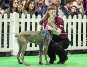 <b class=qtipBold><figcaption>Crufts 2018</figcaption></b><br>Picture shows GCDS Ring - Puppy Foundation Display, (Friday 09.03.18), the second day of Crufts 2018, at the NEC Birmingham.<br><em>© Flick.digital</em> Crufts 2018