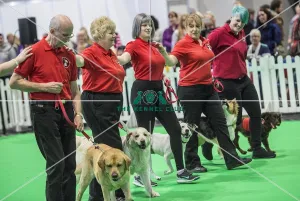 <b class=qtipBold><figcaption>Crufts 2018</figcaption></b><br>Picture shows GCDS Ring - Gold Award Display, (Friday 09.03.18), the second day of Crufts 2018, at the NEC Birmingham.<br><em>© Flick.digital</em> Crufts 2018
