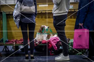 <b class=qtipBold><figcaption>Crufts 2018</figcaption></b><br>Picture shows Irish Red & White Setter's, (Sunday 11.03.18), the fourth and final day of Crufts 2018, at the NEC Birmingham.<br><em>© Flick.digital</em> Crufts 2018