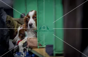 <b class=qtipBold><figcaption>Crufts 2018</figcaption></b><br>Picture shows Irish Red & White Setter's, (Sunday 11.03.18), the fourth and final day of Crufts 2018, at the NEC Birmingham.<br><em>© Flick.digital</em> Crufts 2018