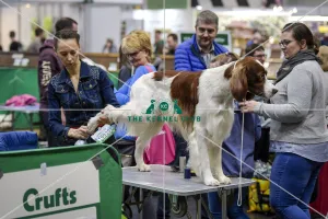 <b class=qtipBold><figcaption>Crufts 2018</figcaption></b><br>Picture shows Irish Red & White Setter's, (Sunday 11.03.18), the fourth and final day of Crufts 2018, at the NEC Birmingham.<br><em>© Flick.digital</em> Crufts 2018