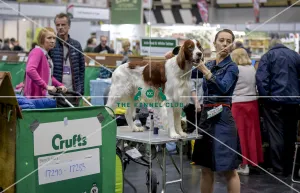 <b class=qtipBold><figcaption>Crufts 2018</figcaption></b><br>Picture shows Irish Red & White Setter's, (Sunday 11.03.18), the fourth and final day of Crufts 2018, at the NEC Birmingham.<br><em>© Flick.digital</em> Crufts 2018
