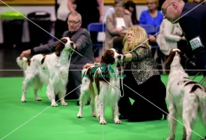 <b class=qtipBold><figcaption>Crufts 2018</figcaption></b><br>Picture shows Irish Red & White Setter's being judged, (Sunday 11.03.18), the fourth and final day of Crufts 2018, at the NEC Birmingham.<br><em>© Flick.digital</em> Crufts 2018