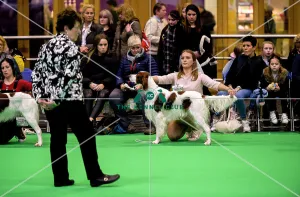 <b class=qtipBold><figcaption>Crufts 2018</figcaption></b><br>Picture shows Irish Red & White Setter's being judged, (Sunday 11.03.18), the fourth and final day of Crufts 2018, at the NEC Birmingham.<br><em>© Flick.digital</em> Crufts 2018