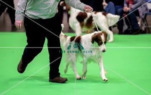 <b class=qtipBold><figcaption>Crufts 2018</figcaption></b><br>Picture shows Irish Red & White Setter's being judged, (Sunday 11.03.18), the fourth and final day of Crufts 2018, at the NEC Birmingham.<br><em>© Flick.digital</em> Crufts 2018