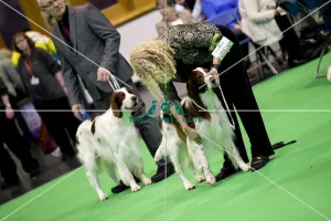 <b class=qtipBold><figcaption>Crufts 2018</figcaption></b><br>Picture shows Irish Red & White Setter's being judged, (Sunday 11.03.18), the fourth and final day of Crufts 2018, at the NEC Birmingham.<br><em>© Flick.digital</em> Crufts 2018