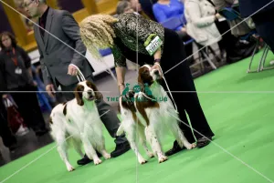 <b class=qtipBold><figcaption>Crufts 2018</figcaption></b><br>Picture shows Irish Red & White Setter's being judged, (Sunday 11.03.18), the fourth and final day of Crufts 2018, at the NEC Birmingham.<br><em>© Flick.digital</em> Crufts 2018