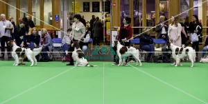 <b class=qtipBold><figcaption>Crufts 2018</figcaption></b><br>Picture shows Irish Red & White Setter's being judged, (Sunday 11.03.18), the fourth and final day of Crufts 2018, at the NEC Birmingham.<br><em>© Flick.digital</em> Crufts 2018