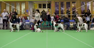 <b class=qtipBold><figcaption>Crufts 2018</figcaption></b><br>Picture shows Irish Red & White Setter's being judged, (Sunday 11.03.18), the fourth and final day of Crufts 2018, at the NEC Birmingham.<br><em>© Flick.digital</em> Crufts 2018