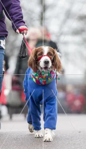 <b class=qtipBold><figcaption>Crufts 2018</figcaption></b><br>Picture shows am Irish Red & White Setter in his onesie, (Sunday 11.03.18), the fourth and final day of Crufts 2018, at the NEC Birmingham.<br><em>© Flick.digital</em> Crufts 2018