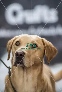 <b class=qtipBold><figcaption>Crufts 2018</figcaption></b><br>Picture shows Petal the labrador, (Sunday 11.03.18), the fourth and final day of Crufts 2018, at the NEC Birmingham.<br><em>© Flick.digital</em> Crufts 2018