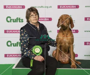 Crufts 2019 - Best of Breed / Gundog