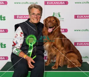 Crufts 2019 - Best of Breed / Gundog Crufts 2019 - Best of Breed / Gundog
