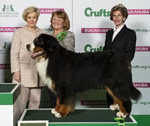 Bernese Mountain Dog Gallery: Crufts 2019 - Best of Breed / Working