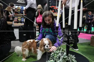 Crufts 2019 - Day One, NEC, UK - 7 Mar 2019 Crufts 2019 - Day One, NEC, UK - 7 Mar 2019