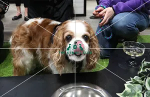Crufts 2019 - Day One, NEC, UK - 7 Mar 2019 Crufts 2019 - Day One, NEC, UK - 7 Mar 2019