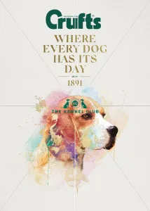 Crufts poster 2020 artwork featuring Beagle Crufts poster 2020 artwork featuring Beagle