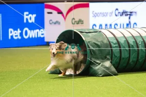<b class=qtipBold><figcaption>Crufts team - Medium Final</figcaption></b><br><em>© Yulia Titovets / The Kennel Club</em> Crufts team - Medium Final