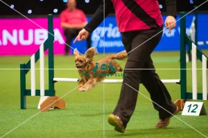 <b class=qtipBold><figcaption>Crufts Teams - Small - Final</figcaption></b><br><em>© Yulia Titovets / The Kennel Club</em> Crufts Teams - Small - Final