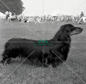 <b class=qtipBold><figcaption>Dachshund (Long Haired)</figcaption></b><br>Swansford Brigg Of Truanbro<br><em>© Diane Pearce Collection / The Kennel Club</em> Dachshund (Long Haired)