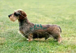 <b class=qtipBold><figcaption>Dachshund (Miniature Wire-Haired)</figcaption></b><br><br><em>© Diane Pearce Collection / The Kennel Club</em> Dachshund (Miniature Wire-Haired)
