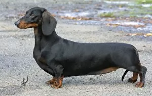 Images Dated 20th April 2003: Dachshund-Smooth Haired