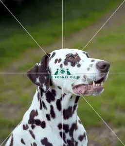 <b class=qtipBold><figcaption>Dalmatian</figcaption></b><br><br><em>© Diane Pearce Collection / The Kennel Club</em> Dalmatian