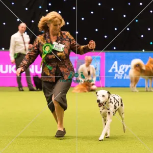 <b class=qtipBold><figcaption>Dalmatian Best of Breed 2017</figcaption></b><br>Utility Group judging<br><em>© Yulia Titovets</em> Dalmatian Best of Breed 2017