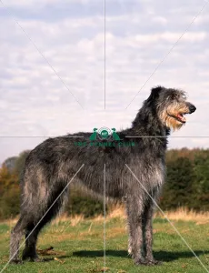 <b class=qtipBold><figcaption>Deerhound</figcaption></b><br><br><em>© Diane Pearce Collection / The Kennel Club</em> Deerhound