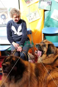 <b class=qtipBold><figcaption>discover dog stands</figcaption></b><br>discover dog stands discover dog stands leonberger<br><em>© Jess Clark / The Kennel Club</em> discover dog stands