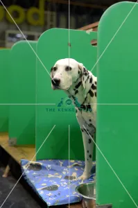 <b class=qtipBold><figcaption>dlamation waiting in benches</figcaption></b><br><em>© Georgia Drury / The Kennel Club</em> dlamation waiting in benches