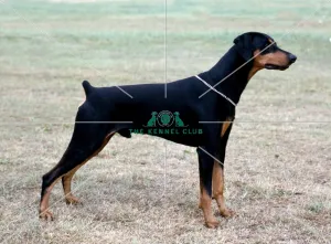 <b class=qtipBold><figcaption>Dobermann</figcaption></b><br><br><em>© Diane Pearce Collection / The Kennel Club</em> Dobermann