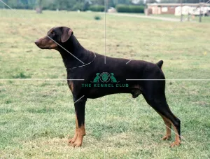 <b class=qtipBold><figcaption>Dobermann</figcaption></b><br><br><em>© Diane Pearce Collection / The Kennel Club</em> Dobermann