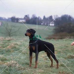 <b class=qtipBold><figcaption>Dobermann</figcaption></b><br><em>© The Kennel Club</em> Dobermann