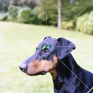 <b class=qtipBold><figcaption>Dobermann</figcaption></b><br><em>© The Kennel Club</em> Dobermann