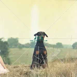 <b class=qtipBold><figcaption>Dobermann</figcaption></b><br><em>© The Kennel Club</em> Dobermann