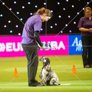 <b class=qtipBold><figcaption>Dog Activities Display</figcaption></b><br><em>© Yulia Titovets / The Kennel Club</em> Dog Activities Display