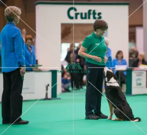 <b class=qtipBold><figcaption>Dog looking at handler</figcaption></b><br><em>© Roger Sjolstad / The Kennel Club</em> Dog looking at handler